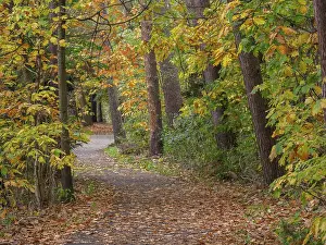 Autumnal forest path covered with leaves