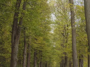 An autumnal forest path surrounded by tall trees
