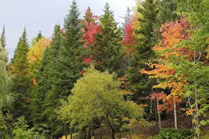 Autumnal Forest, Province of Quebec, Canada