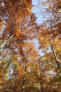 Autumnal forest, Schwaebische Alb