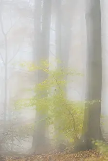 Autumnal forest, Siebengebirge