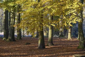 An autumnal forest with sunlight shining through the yellow leaves of tall trees
