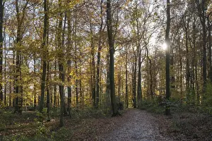An autumnal forest view with sunbeams falling through the trees and illuminating the scenery