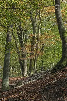 Autumnal hillside location in the forest