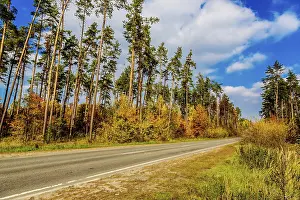 Autumnal landscape with big tree and road in forest