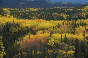 Autumnal landscape, Denali National Park