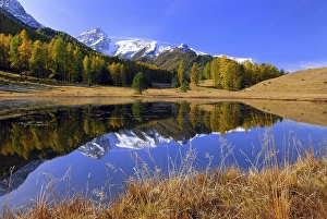 Autumnal larch forest reflected in Lake Schwarzsee or Lai Nair