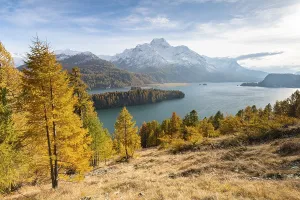 Autumnal larch forest with snow-covered mountains