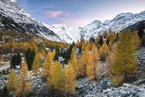 Autumnal larch forest in the valley of the Morteratsch Glacier