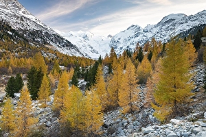 Autumnal larch forest in the valley of the Morteratsch Glacier