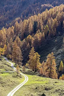 Autumnal larch forests, Vallon d'Arbi