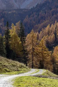 Autumnal larch forests, Vallon d'Arbi