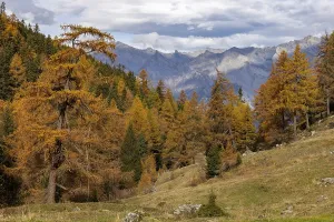 Autumnal larch forests, Vallon d'Arbi