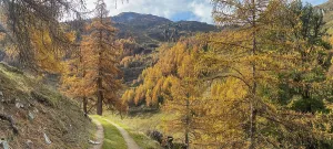 Autumnal larch forests, Vallon d'Arbi