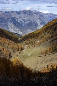 Autumnal larch forests with a view of the main valley of the Valais