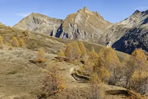 Autumnal larch forests, view of the Niwen and the Loicherspitze