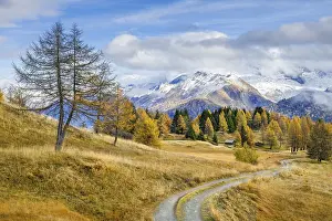 Autumnal larch meadows, behind Olperer