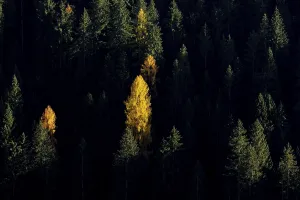 Autumnal larches in bright colours