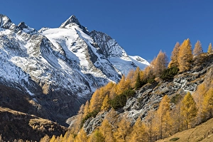 Autumnal larches in front of snow-covered Grossglockner