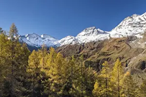 Category Mountain Landscapes Prints: Autumnal larches in front of snow-covered mountain peaks