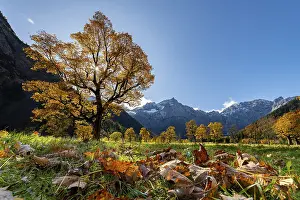 Autumnal Maple (Acer) in backlight with mountains in the background