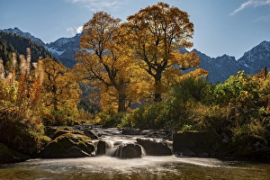 Category Mountain Landscapes Prints: Autumnal Maple (Acer) in backlight with small mountain stream