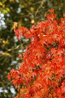 Autumnal maple tree