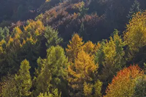 Category Forests Prints: Autumnal mixed forest, Ahr valley