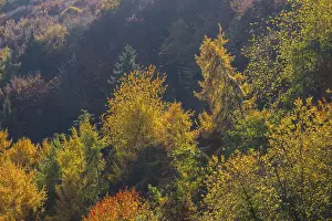 Autumnal mixed forest, Ahr valley