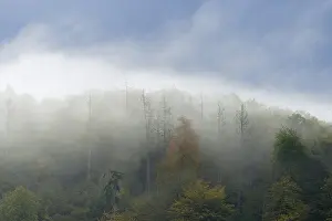 Autumnal mixed forest with rising fog