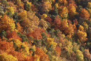 Autumnal mixed forest in the valley near Duernstein