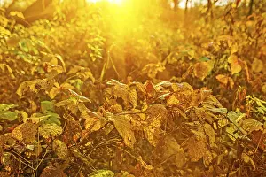 Autumnal plants at sunrise Instagram styles