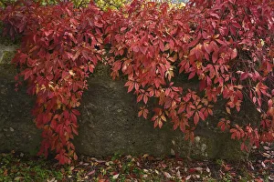 Autumnal, red-coloured virginia creeper (Parthenocissus quinquefolia)