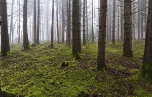 Autumnal spruce forest