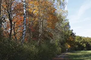 Autumnal trees, Bavaria, Germany