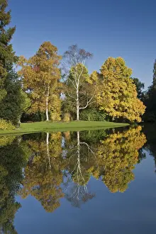 Autumnal trees, reflected in water