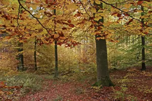 Autumnally coloured beech groove