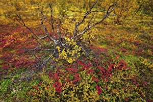 Category Scandinavia Prints: Autumnally discolored vegetation