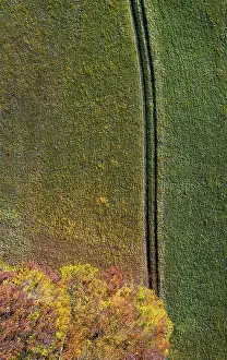 Autumnally discoloured deciduous forest with field path