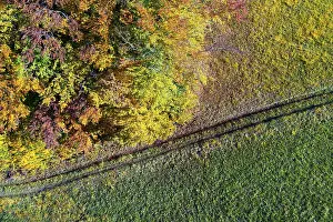 Autumnally discoloured deciduous forest with meadow path
