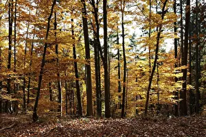 AutumnForest