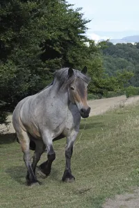 Auxois (cold-blooded horse)