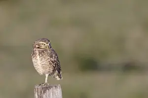 Ave, Owl Bad road, Pantanal, Mato Grosso do Sul