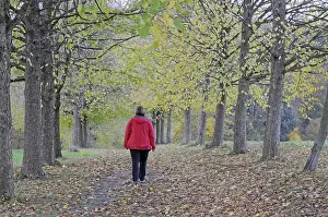 Avenue, autumn, tree, trees, forest