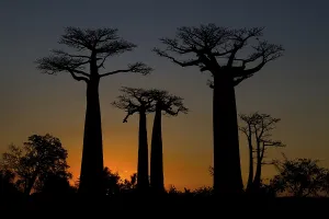 Avenue of Baobab (Adansonia digitata) trees at sunset
