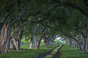 Avenue with old trees, tree-lined avenue in Mahebourg