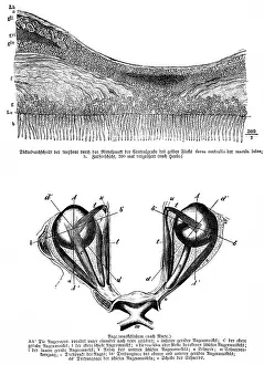 Average thickness of the retina through the center of the central pit of the yellow spot