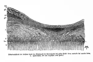 Average thickness of the retina through the center of the central pit of the yellow spot