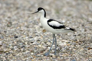 Avocet, Black capped avocet (Recurvirostra avosetta)