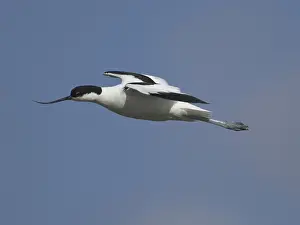 Avocet (Recurvirostra avosetta)